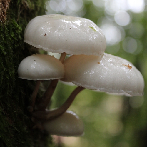 In der Pfalz (3)
...